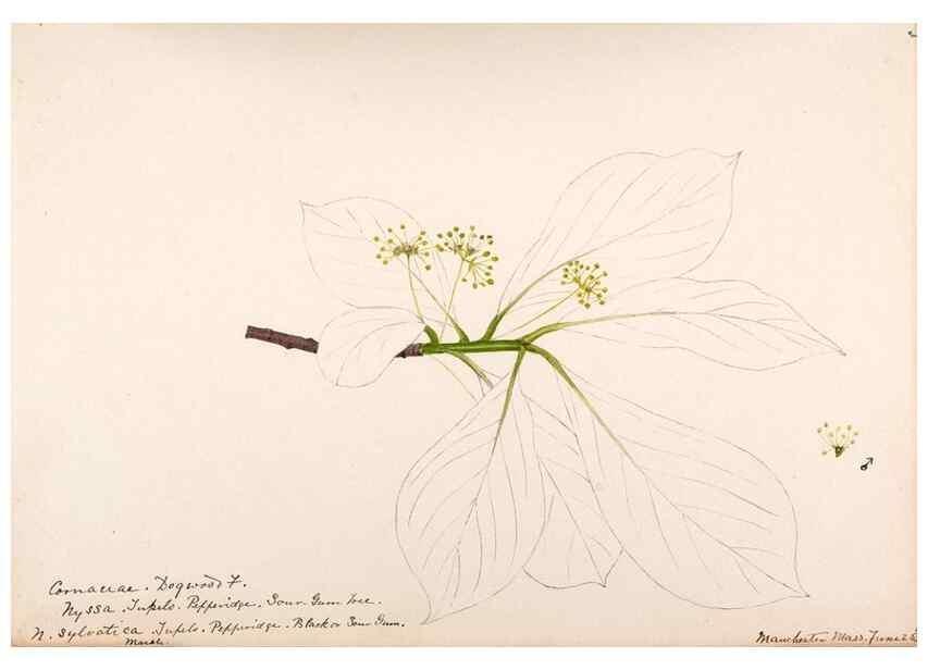 Reproducción/Reproduction 48789216747: [Water-color sketches of plants of North America and Europe]. . 
