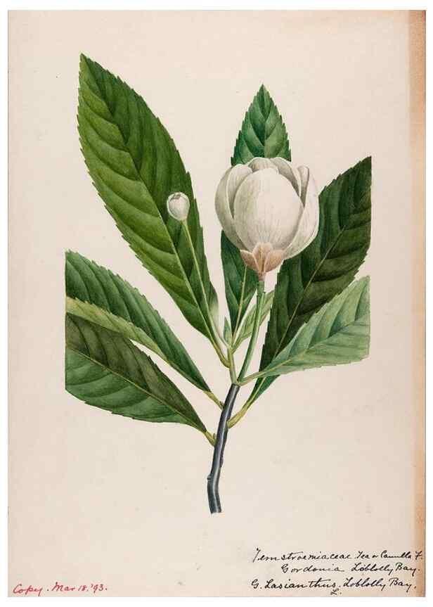 Reproducción/Reproduction 48789124186: [Water-color sketches of plants of North America and Europe]. . 