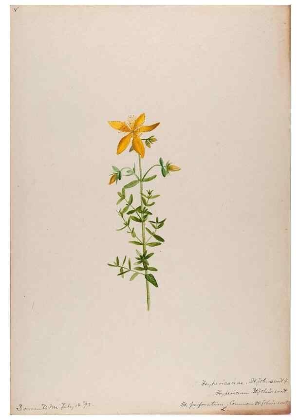 Reproducción/Reproduction 48789271757: [Water-color sketches of plants of North America and Europe]. . 