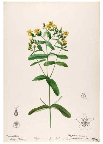 Reproducción/Reproduction 48789124906: [Water-color sketches of plants of North America and Europe]. . 