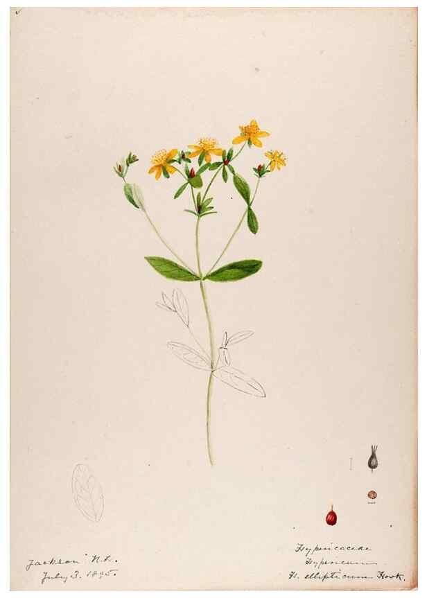 Reproducción/Reproduction 48788762833: [Water-color sketches of plants of North America and Europe]. . 