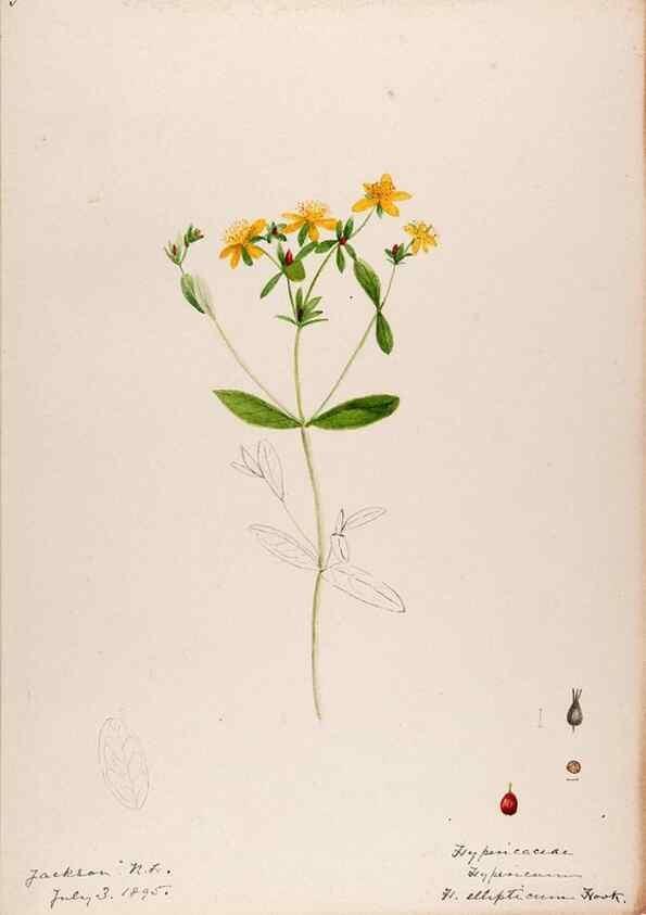 Reproducción/Reproduction 48788762833: [Water-color sketches of plants of North America and Europe]. . 