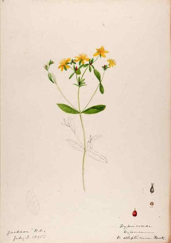 Reproducción/Reproduction 48788762833: [Water-color sketches of plants of North America and Europe]. . 
