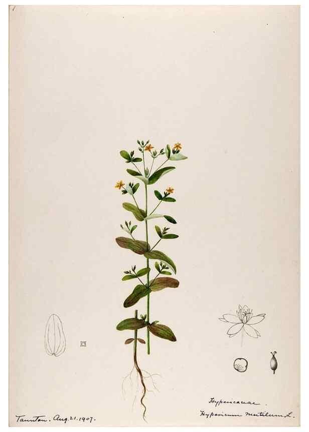 Reproducción/Reproduction 48789125666: [Water-color sketches of plants of North America and Europe]. . 