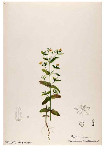 Reproducción/Reproduction 48789125666: [Water-color sketches of plants of North America and Europe]. . 