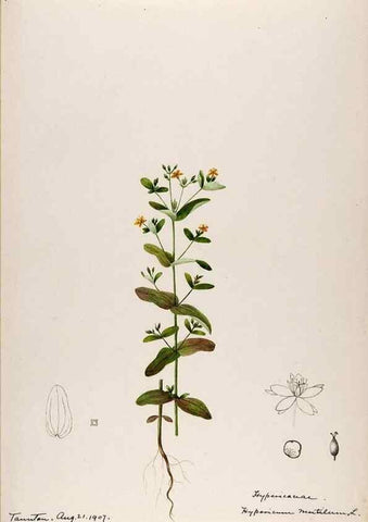 Reproducción/Reproduction 48789125666: [Water-color sketches of plants of North America and Europe]. . 