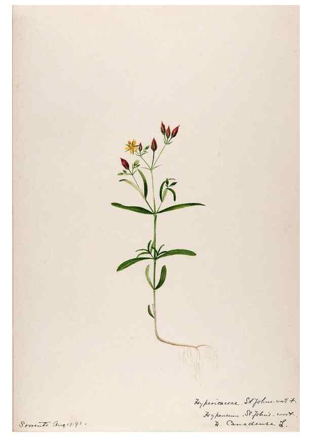 Reproducción/Reproduction 48789126011: [Water-color sketches of plants of North America and Europe]. . 