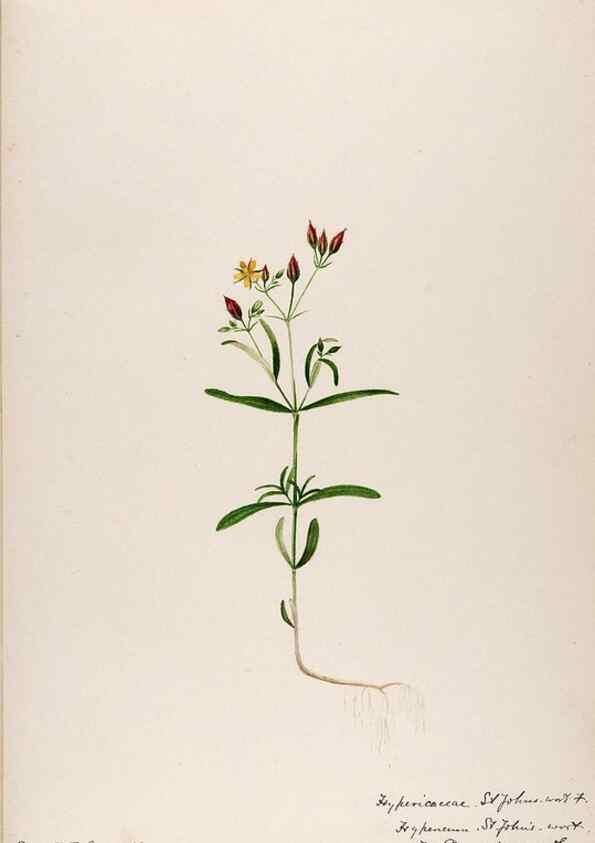 Reproducción/Reproduction 48789126011: [Water-color sketches of plants of North America and Europe]. . 