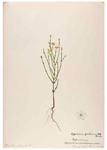 Reproducción/Reproduction 48789126416: [Water-color sketches of plants of North America and Europe]. . 