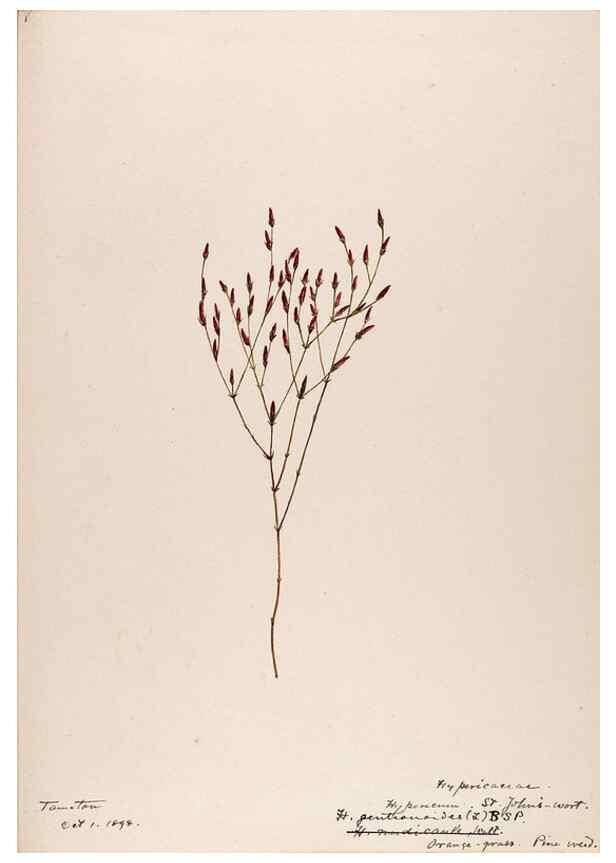 Reproducción/Reproduction 48788764233: [Water-color sketches of plants of North America and Europe]. . 