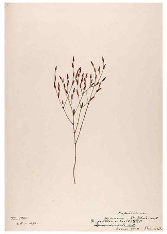 Reproducción/Reproduction 48788764233: [Water-color sketches of plants of North America and Europe]. . 