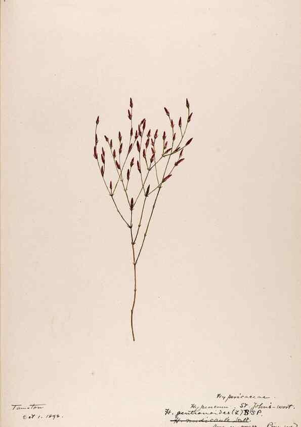 Reproducción/Reproduction 48788764233: [Water-color sketches of plants of North America and Europe]. . 