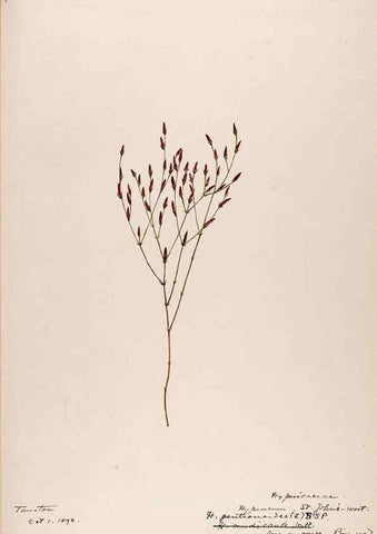 Reproducción/Reproduction 48788764233: [Water-color sketches of plants of North America and Europe]. . 