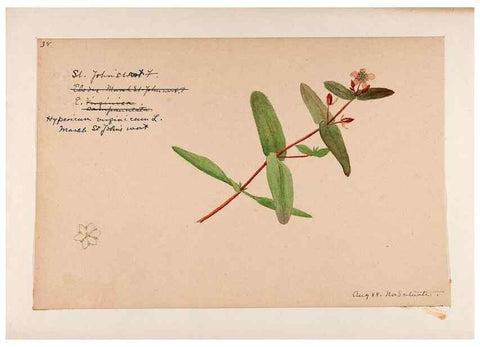 Reproducción/Reproduction 48789274467: [Water-color sketches of plants of North America and Europe]. . 