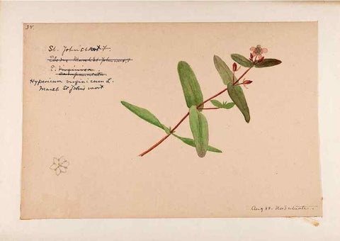Reproducción/Reproduction 48789274467: [Water-color sketches of plants of North America and Europe]. . 