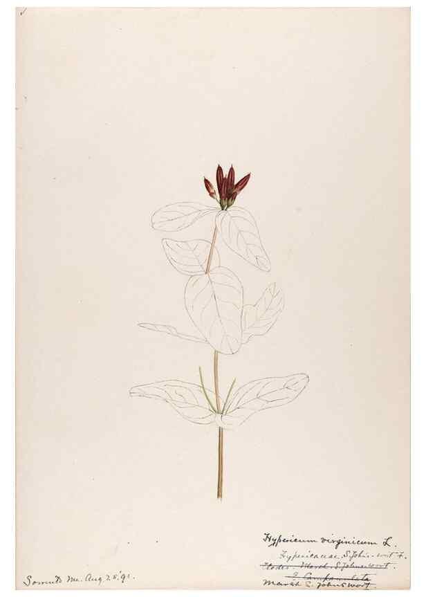 Reproducción/Reproduction 48789127746: [Water-color sketches of plants of North America and Europe]. . 