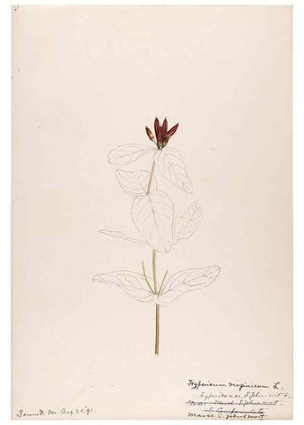 Reproducción/Reproduction 48789127746: [Water-color sketches of plants of North America and Europe]. . 