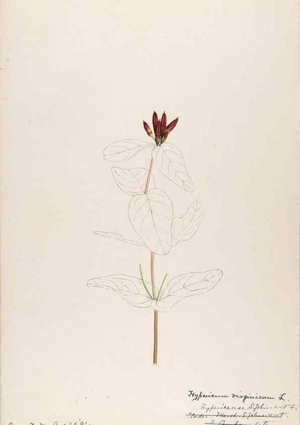 Reproducción/Reproduction 48789127746: [Water-color sketches of plants of North America and Europe]. . 