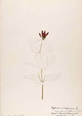 Reproducción/Reproduction 48789127746: [Water-color sketches of plants of North America and Europe]. . 