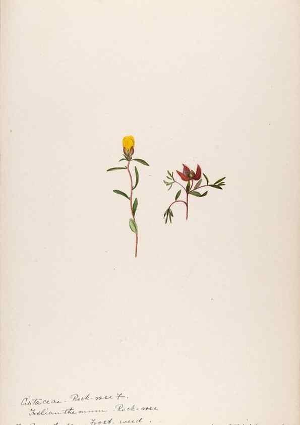 Reproducción/Reproduction 48789128156: [Water-color sketches of plants of North America and Europe]. . 