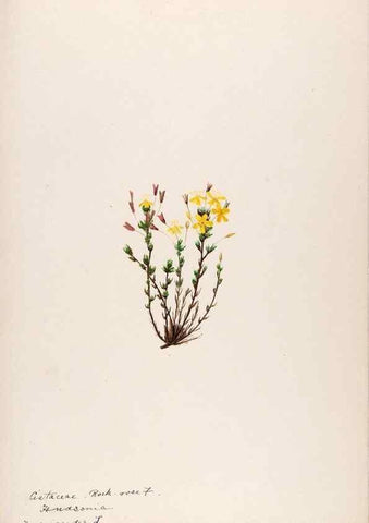 Reproducción/Reproduction 48789275637: [Water-color sketches of plants of North America and Europe]. . 
