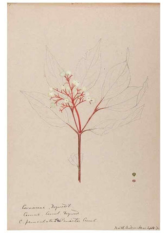 Reproducción/Reproduction 48788707513: [Water-color sketches of plants of North America and Europe]. . 