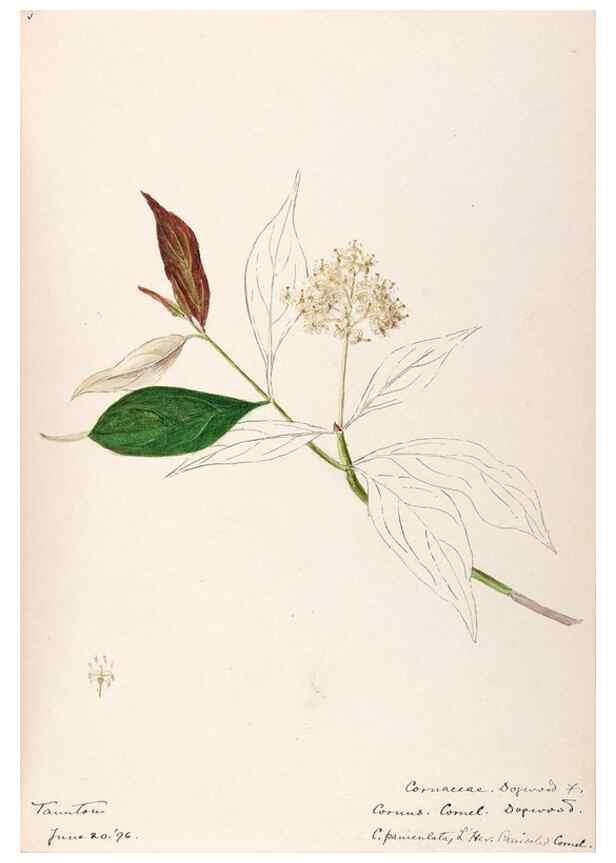 Reproducción/Reproduction 48789215612: [Water-color sketches of plants of North America and Europe]. . 