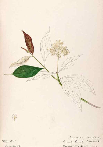 Reproducción/Reproduction 48789215612: [Water-color sketches of plants of North America and Europe]. . 