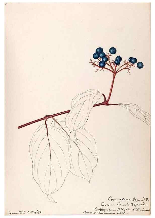 Reproducción/Reproduction 48788706583: [Water-color sketches of plants of North America and Europe]. . 