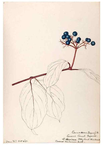 Reproducción/Reproduction 48788706583: [Water-color sketches of plants of North America and Europe]. . 