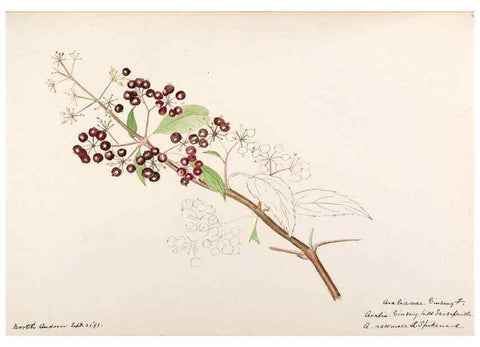 Reproducción/Reproduction 48789064221: [Water-color sketches of plants of North America and Europe]. . 