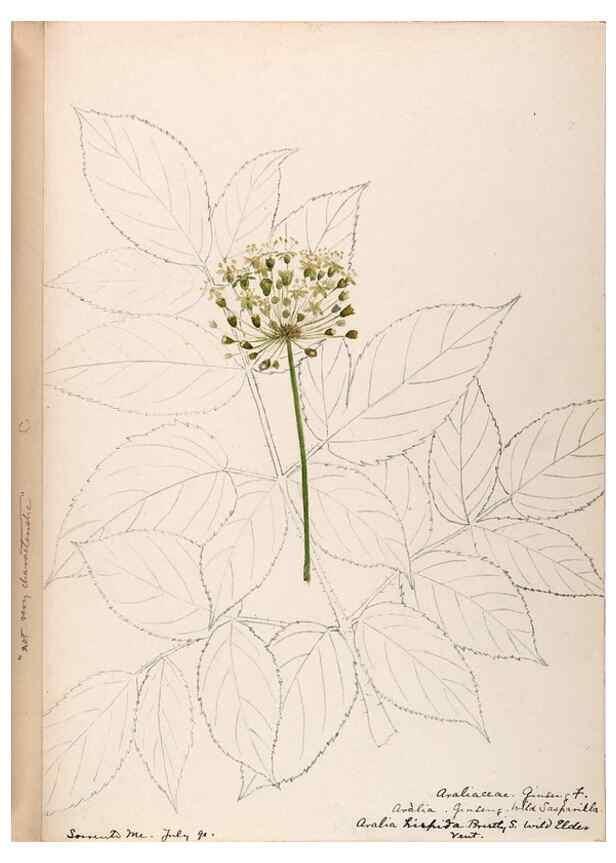 Reproducción/Reproduction 48789209857: [Water-color sketches of plants of North America and Europe]. . 