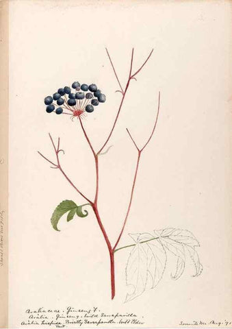 Reproducción/Reproduction 48788701793: [Water-color sketches of plants of North America and Europe]. . 