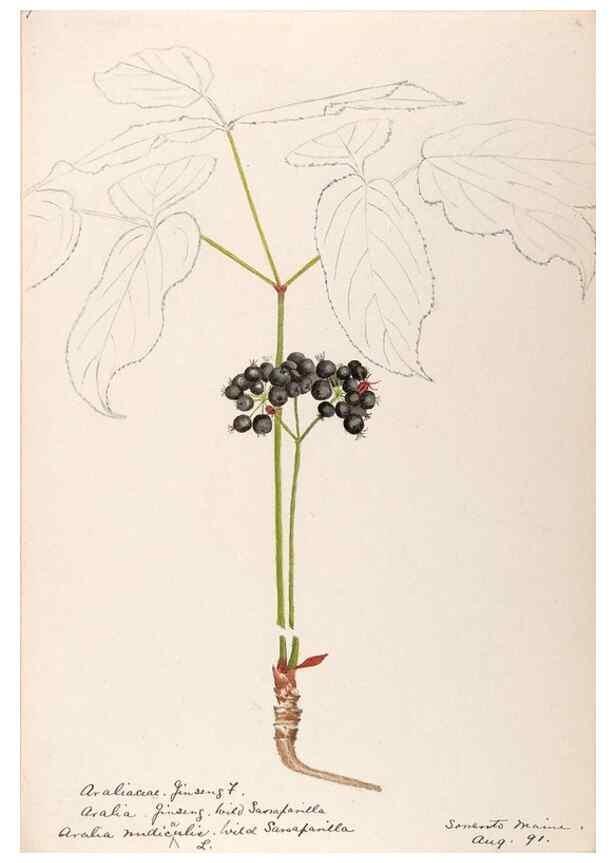 Reproducción/Reproduction 48789065336: [Water-color sketches of plants of North America and Europe]. . 