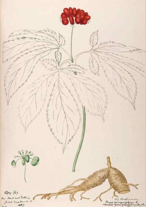Reproducción/Reproduction 48788702538: [Water-color sketches of plants of North America and Europe]. . 