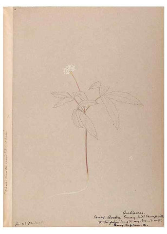 Reproducción/Reproduction 48788702998: [Water-color sketches of plants of North America and Europe]. . 