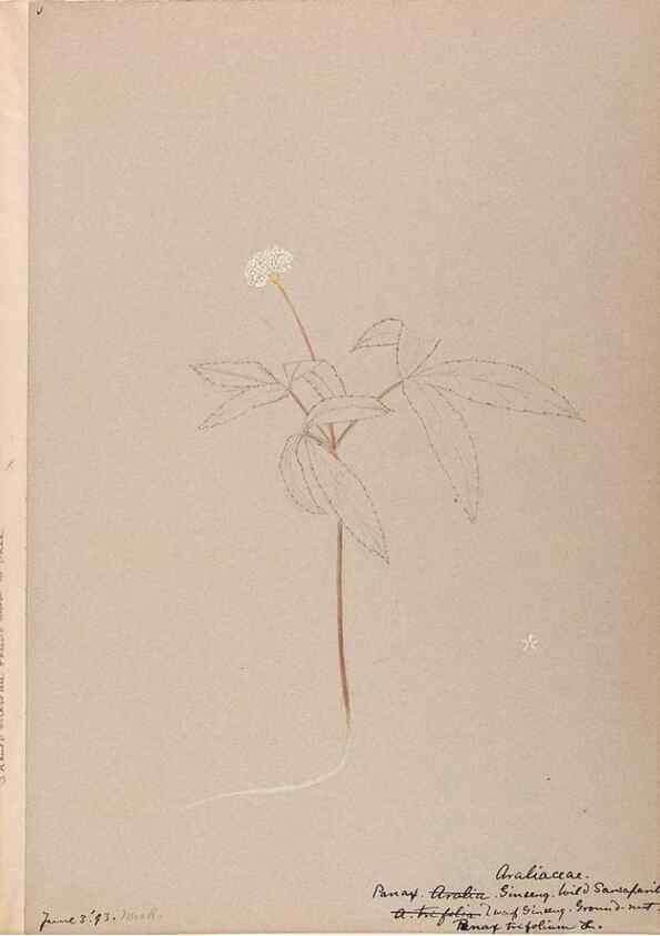 Reproducción/Reproduction 48788702998: [Water-color sketches of plants of North America and Europe]. . 