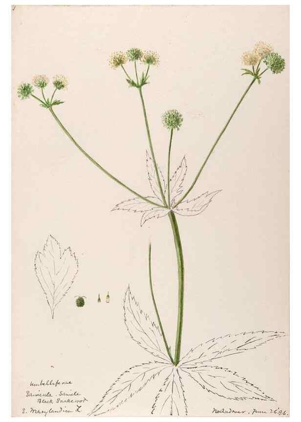 Reproducción/Reproduction 48788703333: [Water-color sketches of plants of North America and Europe]. . 