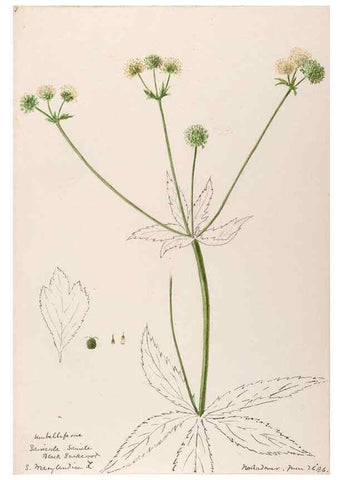 Reproducción/Reproduction 48788703333: [Water-color sketches of plants of North America and Europe]. . 