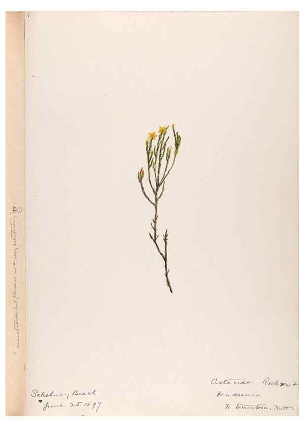 Reproducción/Reproduction 48789276032: [Water-color sketches of plants of North America and Europe]. . 