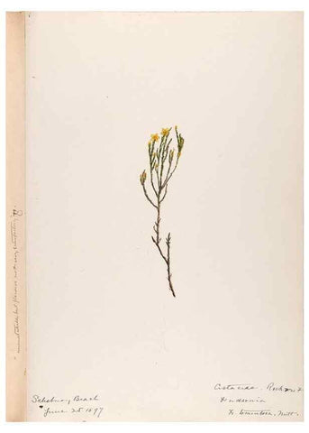 Reproducción/Reproduction 48789276032: [Water-color sketches of plants of North America and Europe]. . 