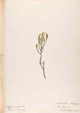 Reproducción/Reproduction 48789276032: [Water-color sketches of plants of North America and Europe]. . 