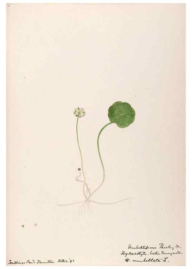 Reproducción/Reproduction 48789066816: [Water-color sketches of plants of North America and Europe]. . 