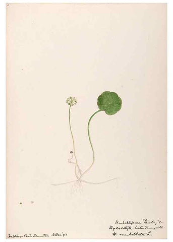 Reproducción/Reproduction 48789066816: [Water-color sketches of plants of North America and Europe]. . 