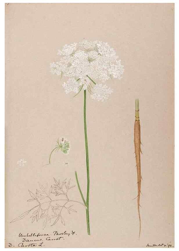 Reproducción/Reproduction 48789067861: [Water-color sketches of plants of North America and Europe]. . 