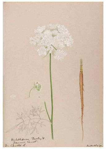 Reproducción/Reproduction 48789067861: [Water-color sketches of plants of North America and Europe]. . 