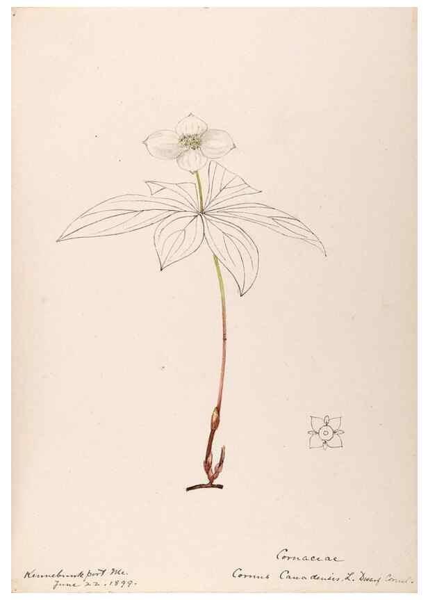 Reproducción/Reproduction 48788704888: [Water-color sketches of plants of North America and Europe]. . 