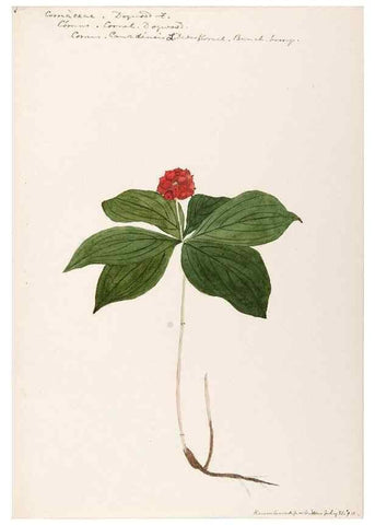Reproducción/Reproduction 48789213902: [Water-color sketches of plants of North America and Europe]. . 