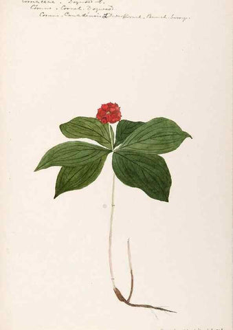 Reproducción/Reproduction 48789213902: [Water-color sketches of plants of North America and Europe]. . 