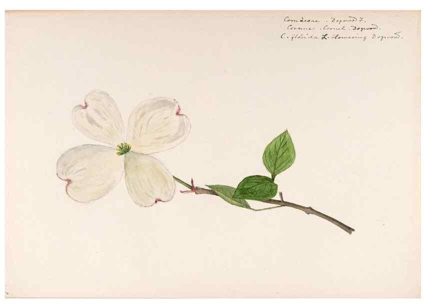 Reproducción/Reproduction 48789214152: [Water-color sketches of plants of North America and Europe]. . 